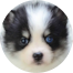 Pomsky Puppies For Sale - Lone Star Pups