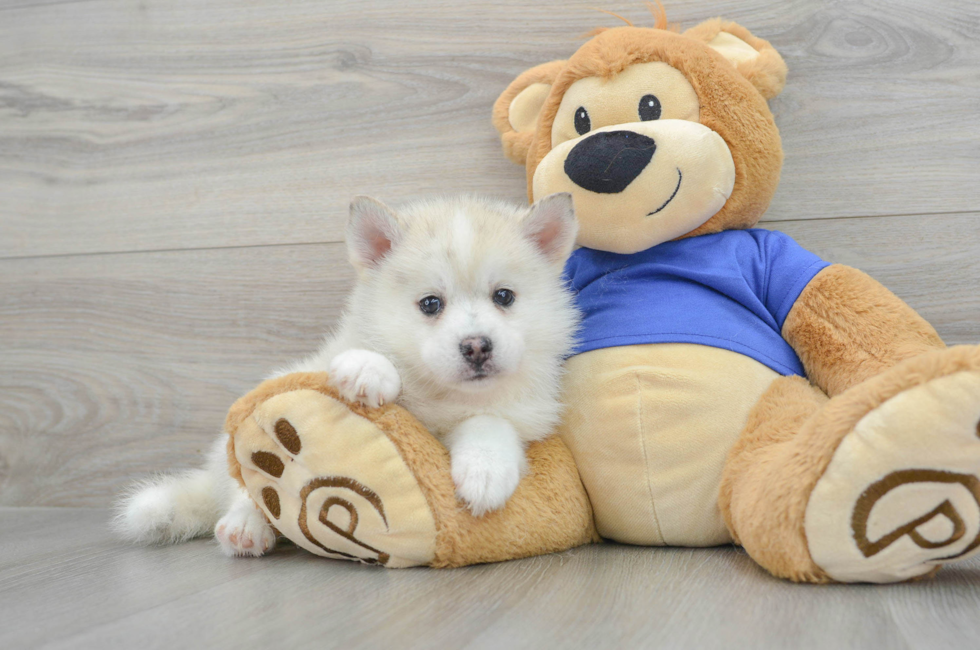 7 week old Pomsky Puppy For Sale - Lone Star Pups