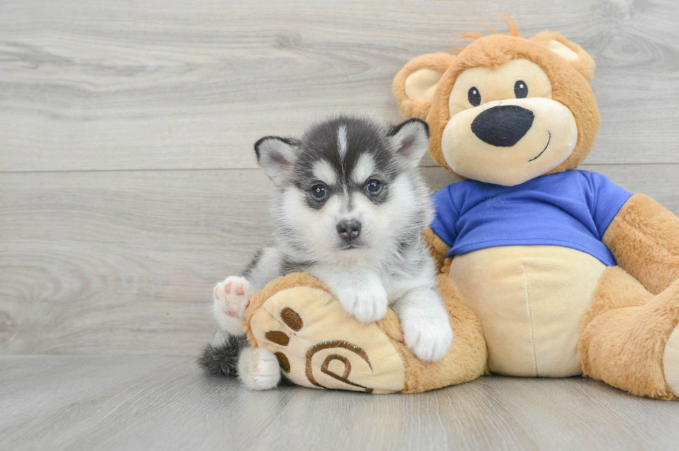 7 week old Pomsky Puppy For Sale - Lone Star Pups