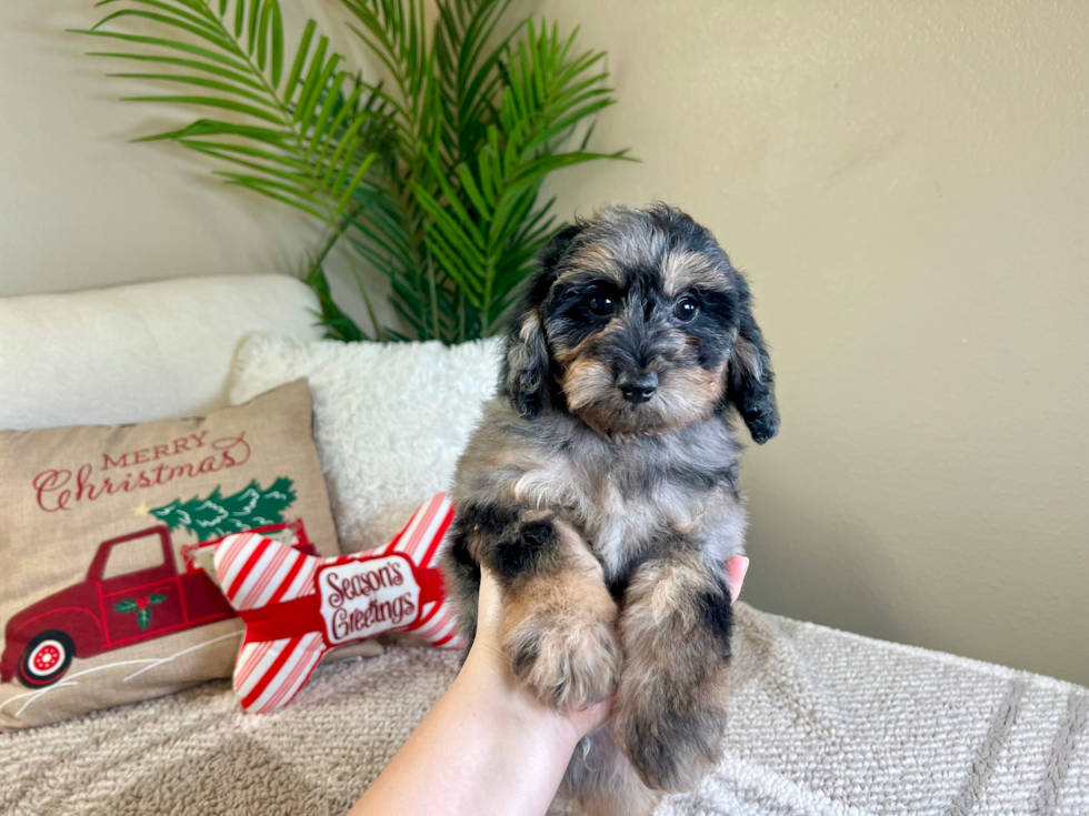 Poochon Pup Being Cute