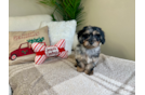 Cute Poochon Poodle Mix Pup