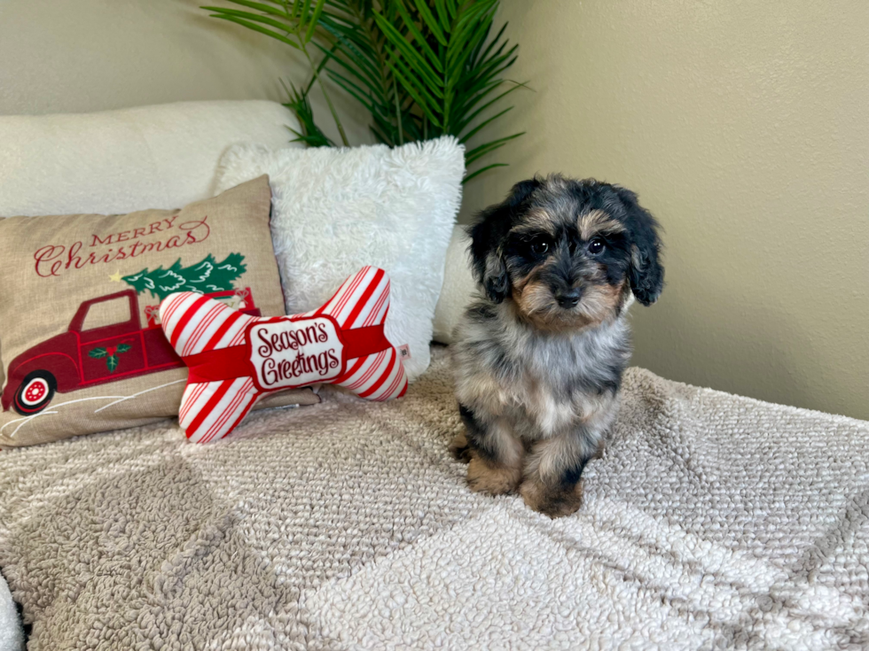 Cute Poochon Poodle Mix Pup