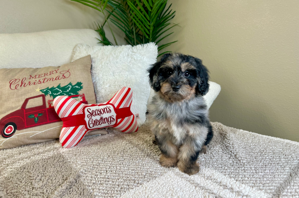 10 week old Poochon Puppy For Sale - Lone Star Pups