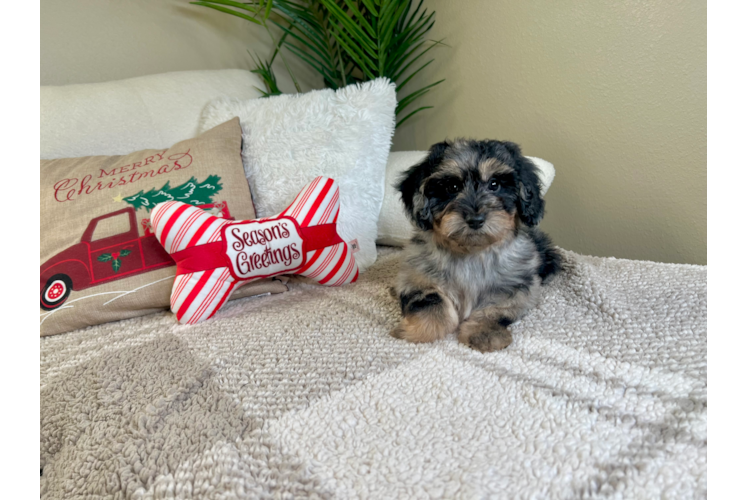 Cute Poochon Poodle Mix Pup