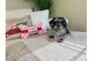 Cute Poochon Poodle Mix Pup