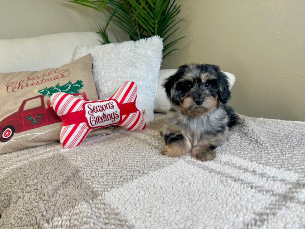 Cute Poochon Poodle Mix Pup