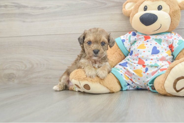 Best Poochon Baby