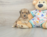 5 week old Poochon Puppy For Sale - Lone Star Pups
