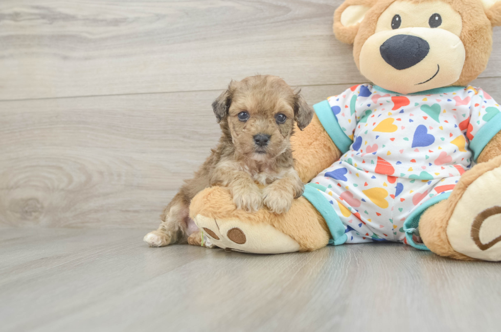 5 week old Poochon Puppy For Sale - Lone Star Pups