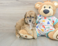 5 week old Poochon Puppy For Sale - Lone Star Pups