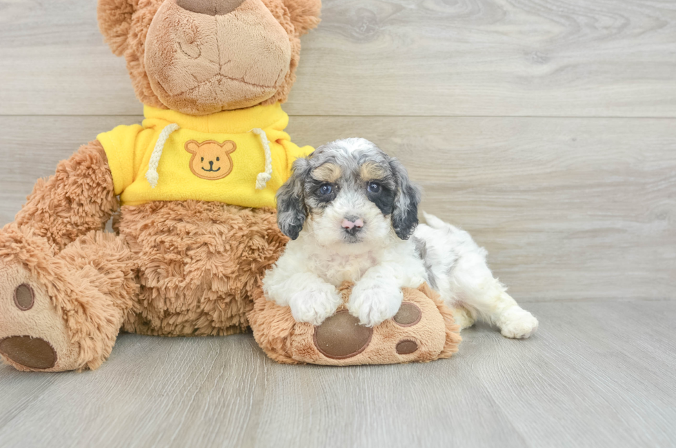 9 week old Poochon Puppy For Sale - Lone Star Pups