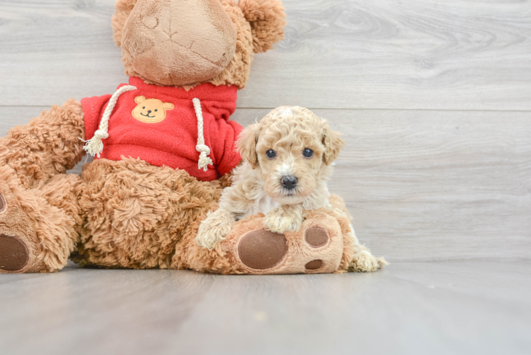 Poochon Puppy for Adoption