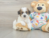 5 week old Poochon Puppy For Sale - Lone Star Pups