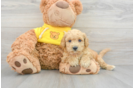 Best Poochon Baby