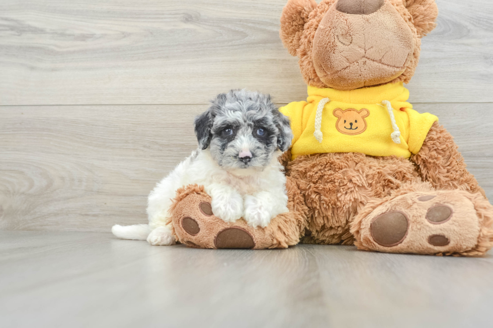 Friendly Poochon Baby