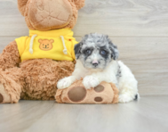 8 week old Poochon Puppy For Sale - Lone Star Pups