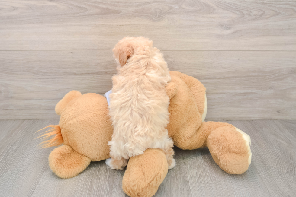 Poochon Pup Being Cute