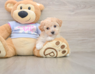 6 week old Poochon Puppy For Sale - Lone Star Pups