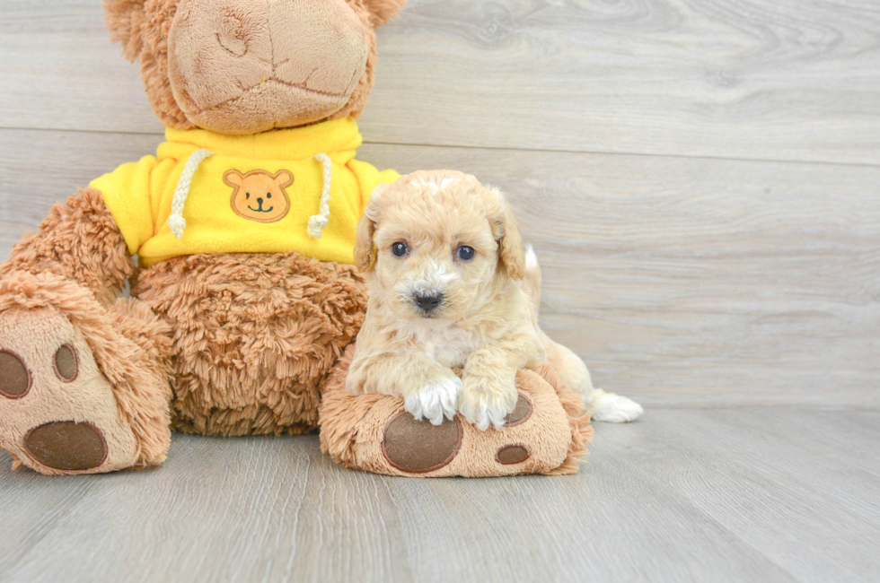 5 week old Poochon Puppy For Sale - Lone Star Pups