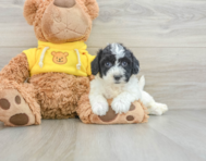 7 week old Poochon Puppy For Sale - Lone Star Pups