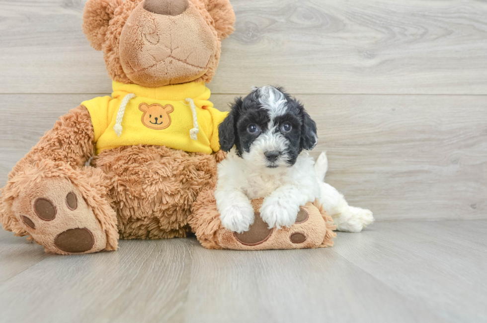 8 week old Poochon Puppy For Sale - Lone Star Pups