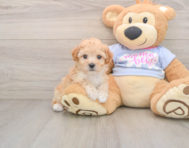 6 week old Poochon Puppy For Sale - Lone Star Pups