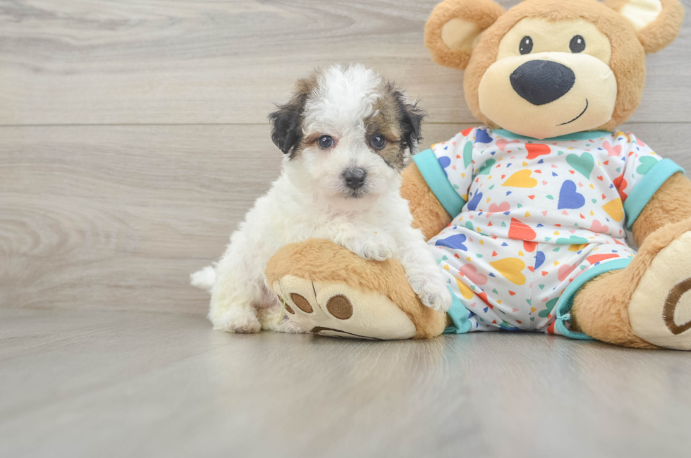 5 week old Poochon Puppy For Sale - Lone Star Pups