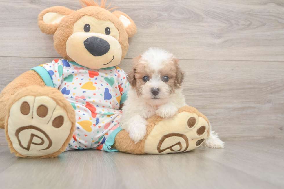 6 week old Poochon Puppy For Sale - Lone Star Pups