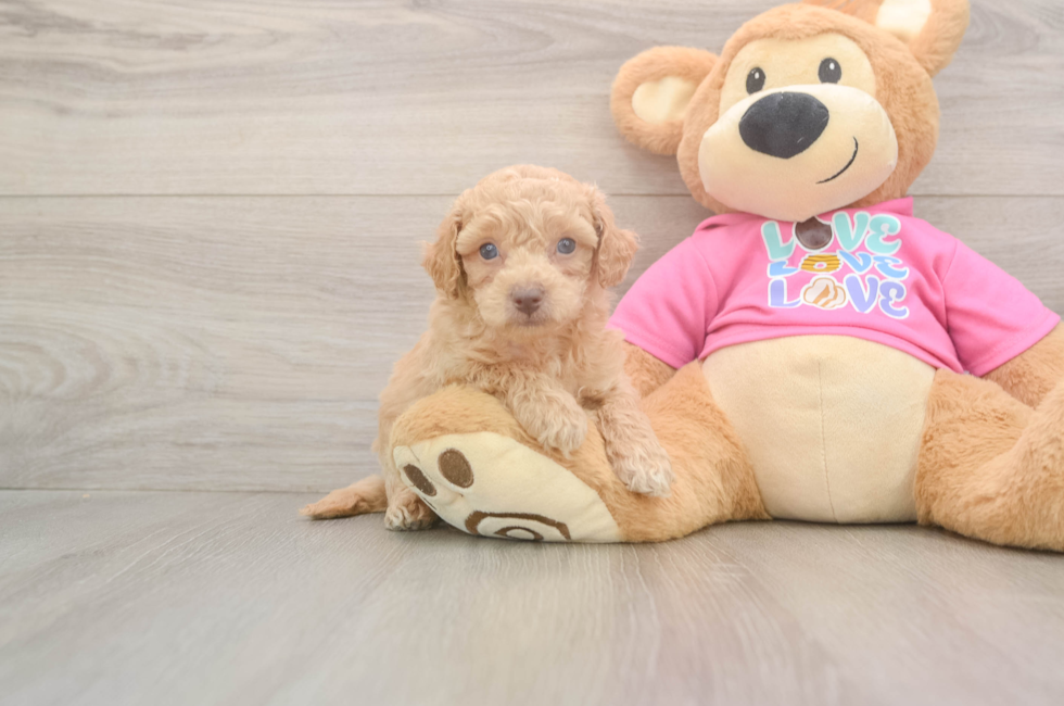 6 week old Poochon Puppy For Sale - Lone Star Pups