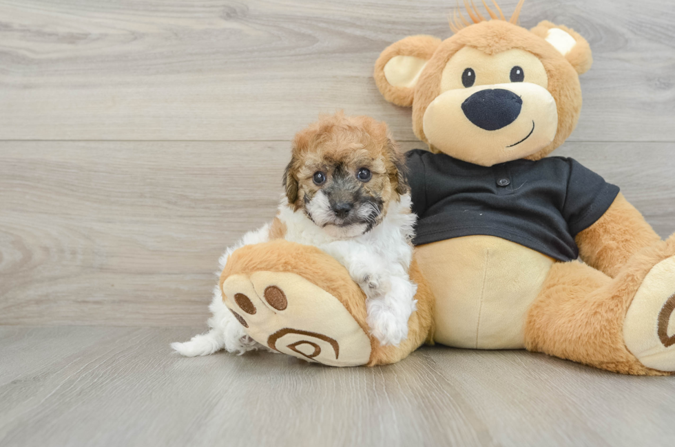 5 week old Poochon Puppy For Sale - Lone Star Pups