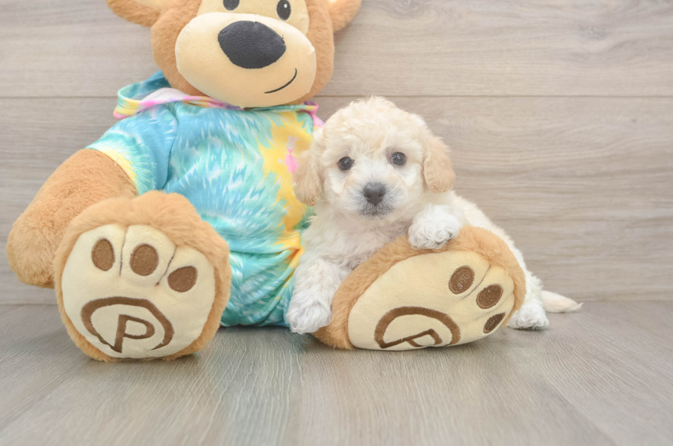 6 week old Poochon Puppy For Sale - Lone Star Pups