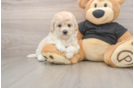 Sweet Poochon Baby
