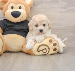 5 week old Poochon Puppy For Sale - Lone Star Pups