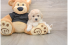 Playful Bichpoo Poodle Mix Puppy