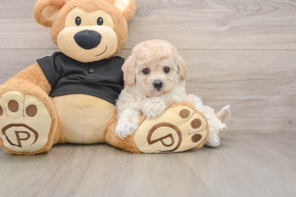 Playful Bichpoo Poodle Mix Puppy