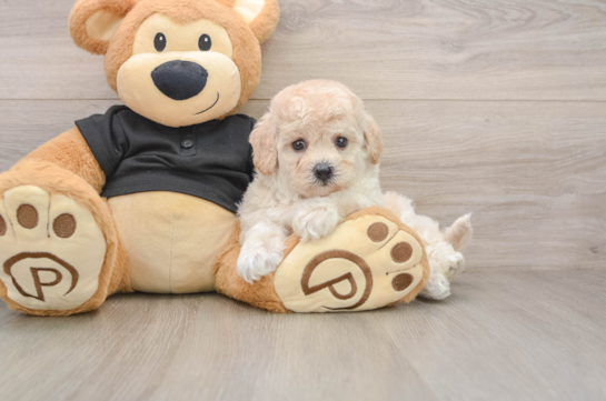 Playful Bichpoo Poodle Mix Puppy