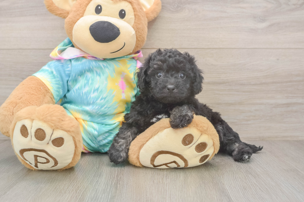 6 week old Poochon Puppy For Sale - Lone Star Pups