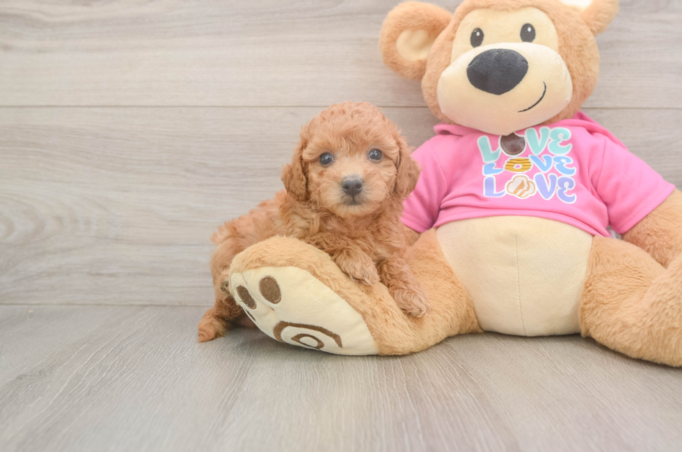 6 week old Poochon Puppy For Sale - Lone Star Pups