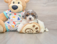 7 week old Poochon Puppy For Sale - Lone Star Pups