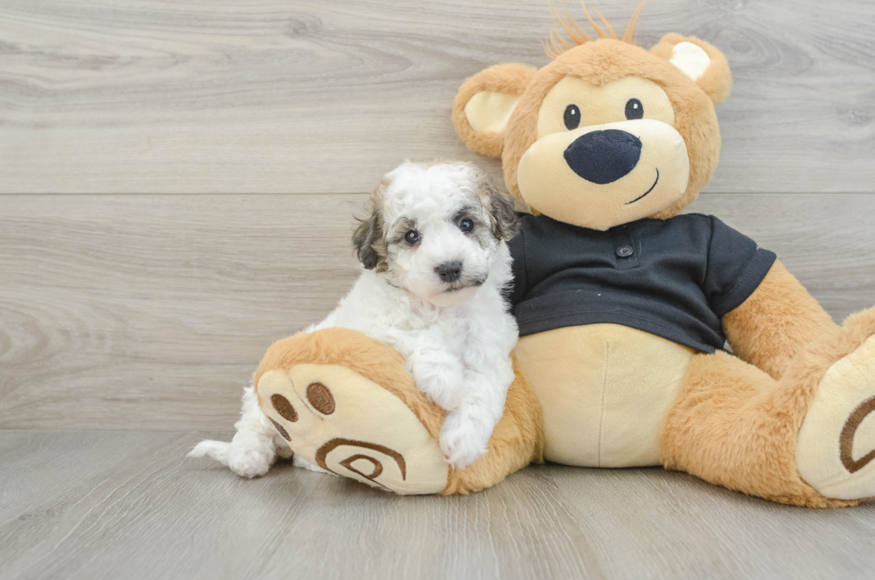 5 week old Poochon Puppy For Sale - Lone Star Pups