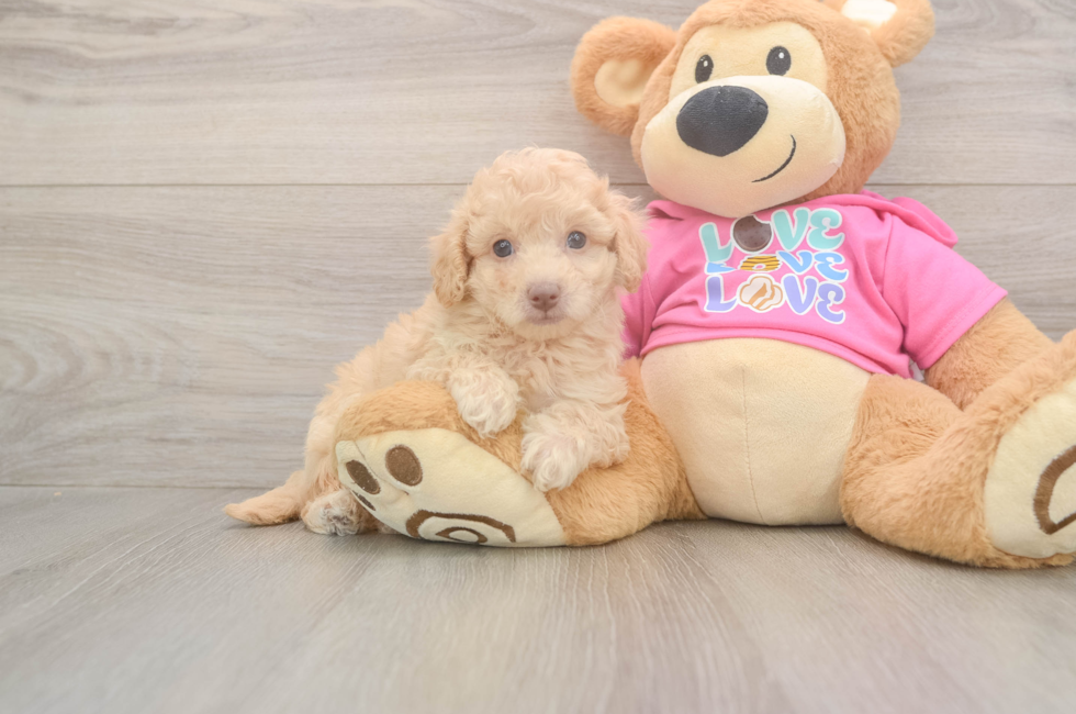 6 week old Poochon Puppy For Sale - Lone Star Pups