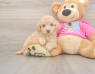 8 week old Poochon Puppy For Sale - Lone Star Pups 8 week old Poochon Puppy For Sale - Lone Star Pups
