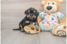 Fluffy Poochon Poodle Mix Pup