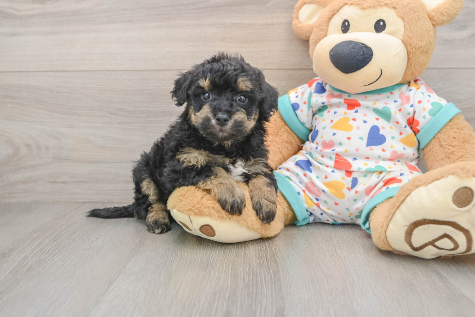 Fluffy Poochon Poodle Mix Pup