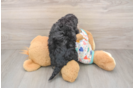 Sweet Poochon Baby