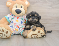 7 week old Poochon Puppy For Sale - Lone Star Pups