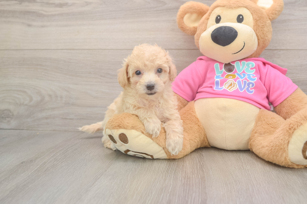 6 week old Poochon Puppy For Sale - Lone Star Pups
