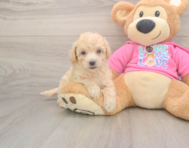 8 week old Poochon Puppy For Sale - Lone Star Pups 8 week old Poochon Puppy For Sale - Lone Star Pups