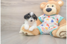 Petite Poochon Poodle Mix Pup