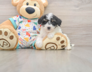 7 week old Poochon Puppy For Sale - Lone Star Pups